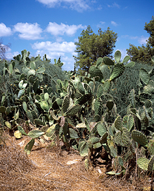 Cacti photograph