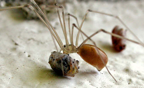 Pholcus phalangioides spider