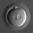 Human embryo under microscope