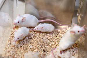 White lab rats in cage