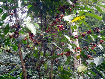 Wild coffee in South West Ethopia