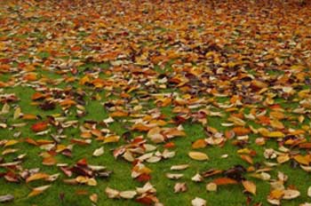 dead leaves