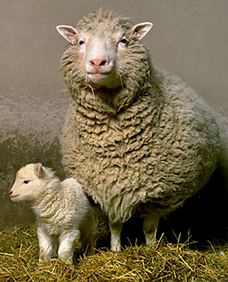Dolly the sheep - cloning