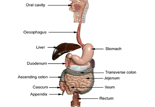 gastro-intestinal tract