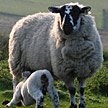 A ewe and her lamb