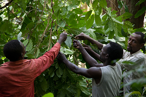 Wild coffee workers