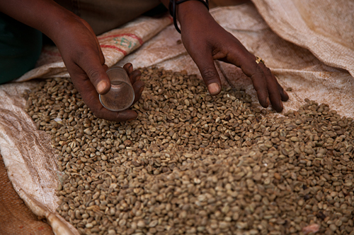 Wild coffee beans