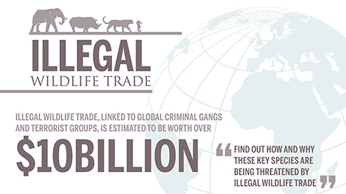 Illegal Wildlife Trade information