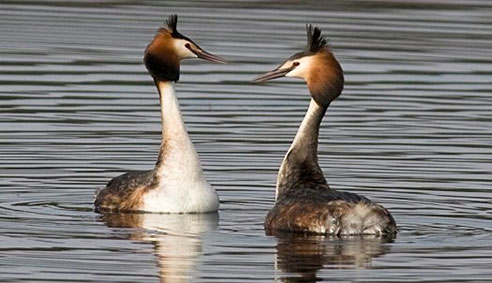 Bird Watching walk IN