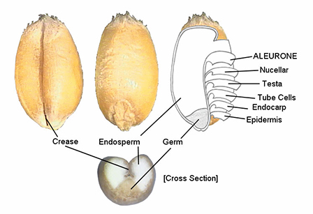 Wheat diagram