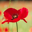 Remembrance Day poppy thumb
